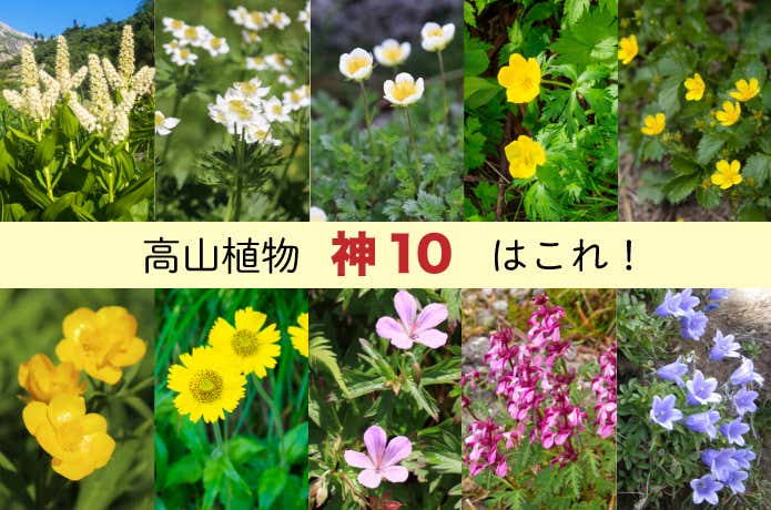 高山植物神10