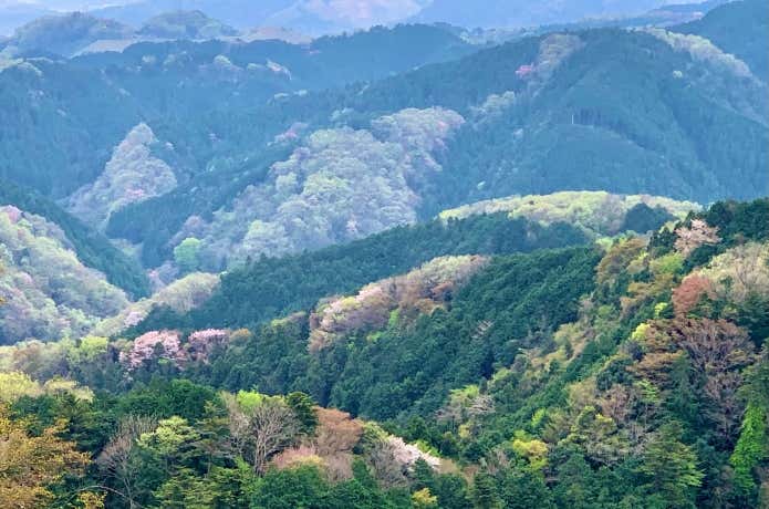 高尾山・霞台からの山桜と新緑