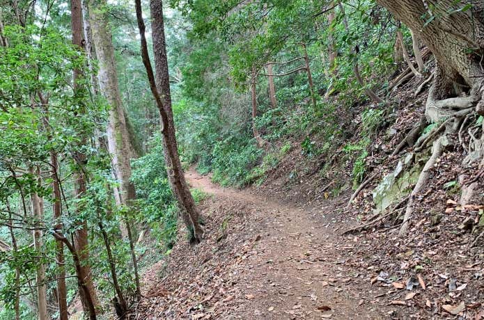 常緑広葉樹が多い南斜面をゆく3号路