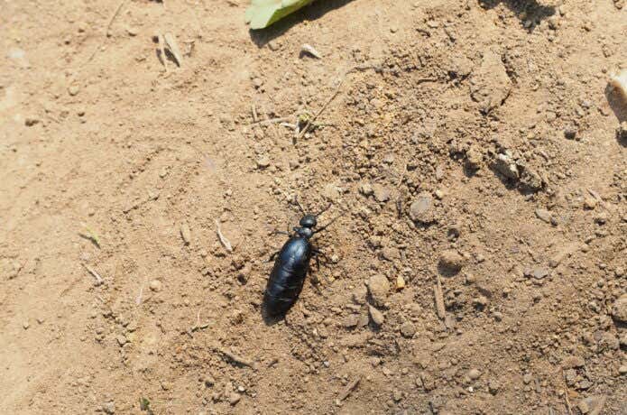暗殺にも使われた毒成分！？黄色の体液を出す「ツチハンミョウ