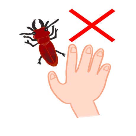 ヒラズゲンセイは触ったらダメ