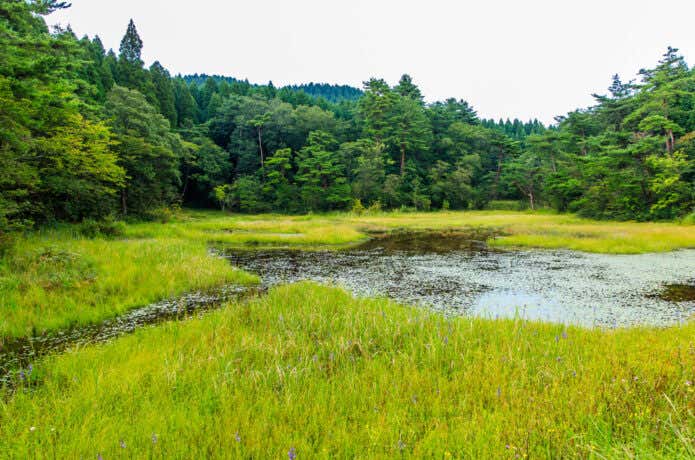 湿地帯