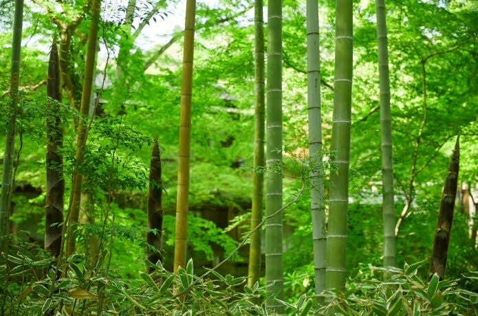 竹林の小径