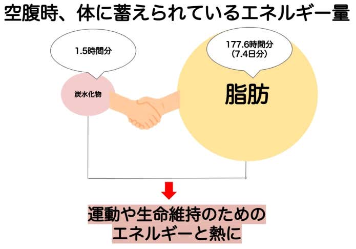空腹時の体に蓄えられているエネルギー量