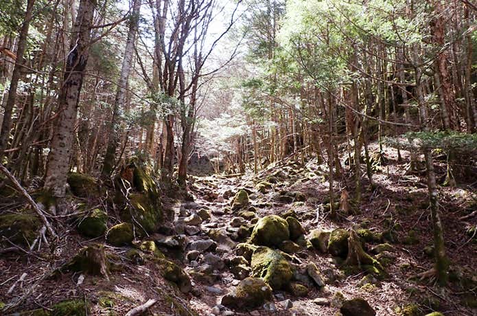 苔むした森