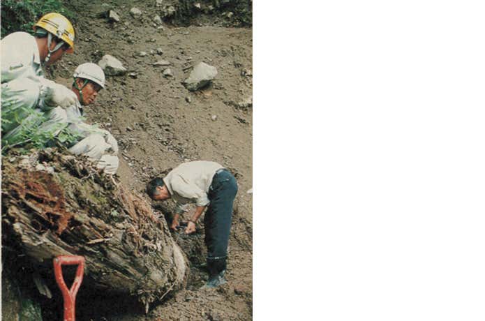 山崩れの堆積物に埋もれた木の調査風景