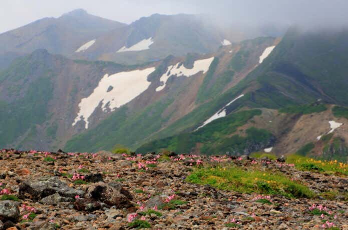 木曽御嶽山・継子岳のコマクサ群落と剣ヶ峰