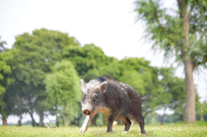 野生のイノシシ
