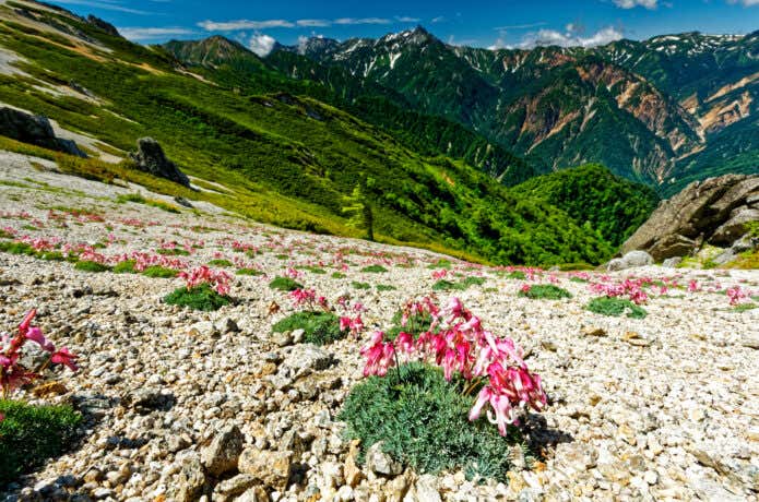 夏山の稜線を彩る高山植物の女王・コマクサ｜その可憐な花を堪能できるオススメ7コース | YAMA HACK[ヤマハック]