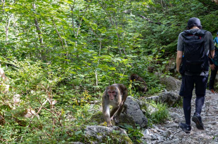 山で出会う危険動物たちへの対策