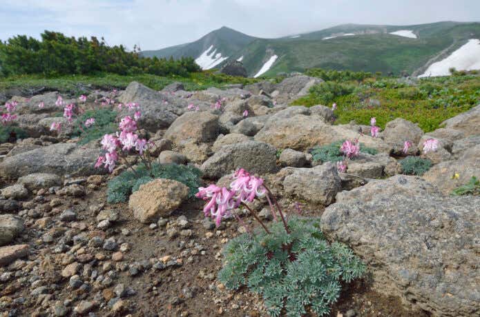 緯度も標高も高い北海道・大雪山のコマクサの見頃は例年7月中旬〜8月