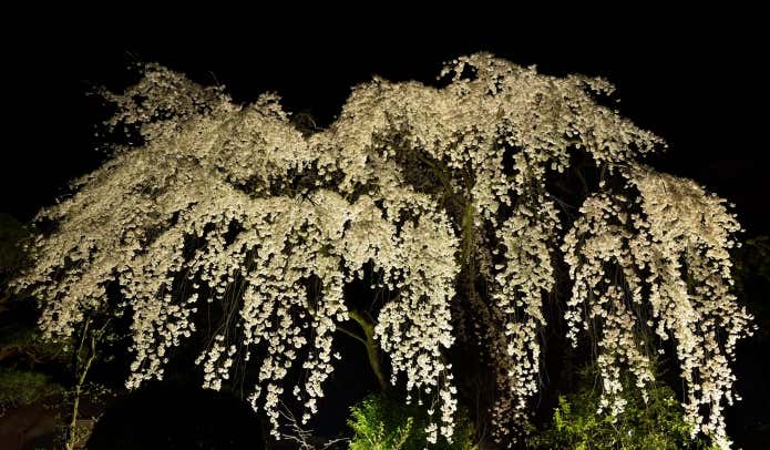 開花時期が作品の出来栄えに影響する夜桜