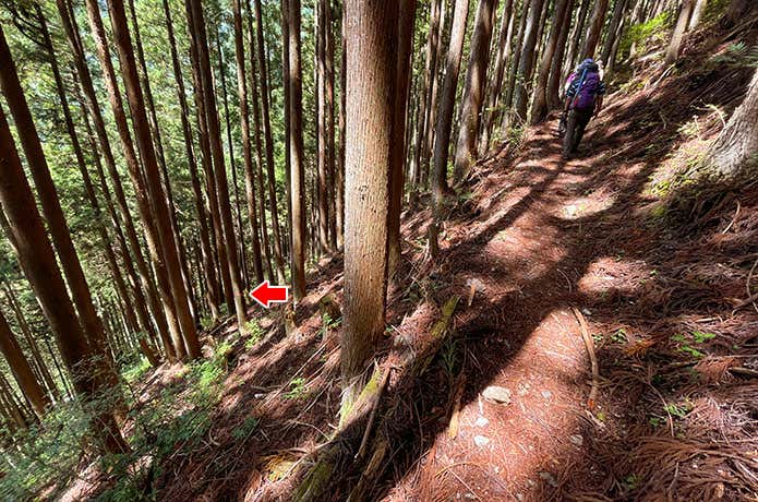 沢からの登道にもテープ