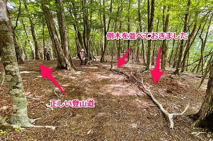 倒木で通せんぼ