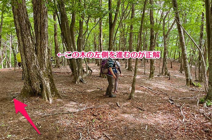 正解の道はこちら
