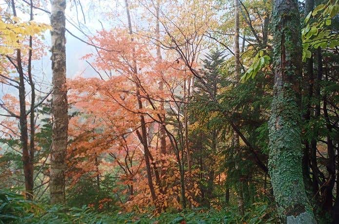蛇腹沢登山口付近