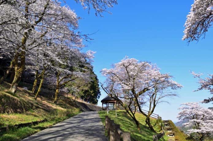 春は一面の桜で彩られる城山湖周辺