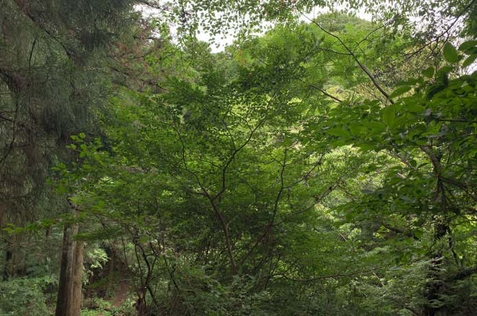 北高尾山稜の登山道