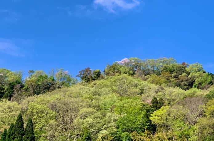 春は山桜が美しい稜線