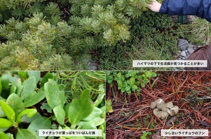 右下：抱卵中のメスが餌を食べるために一時的に卵を離れた際にまとめてするフン