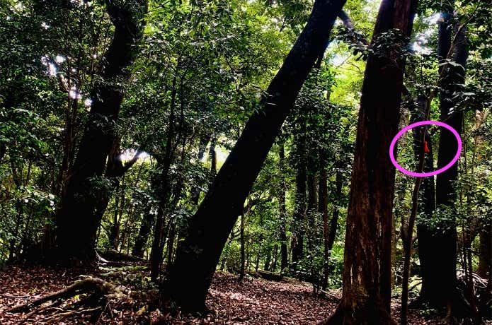 登山道周辺でもよく見かける木に巻き付けられたテープ