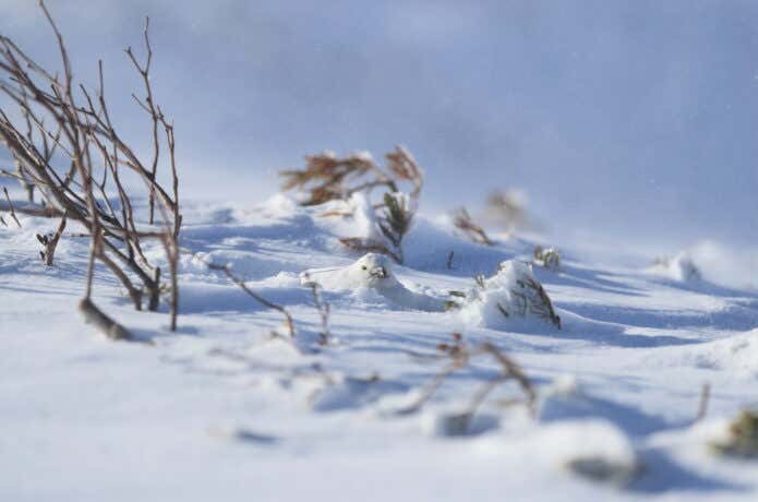 風雪を雪に潜って凌ぐライチョウ