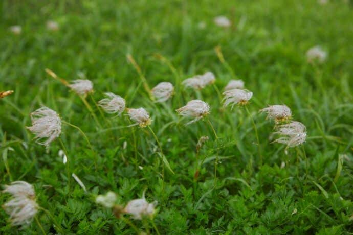 白馬大池の高山植物（チングルマ）