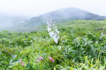 高山植物