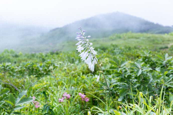 高山植物