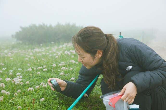 白馬大池の高山植物