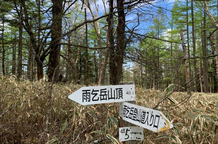 主稜線に出ても続く樹林帯