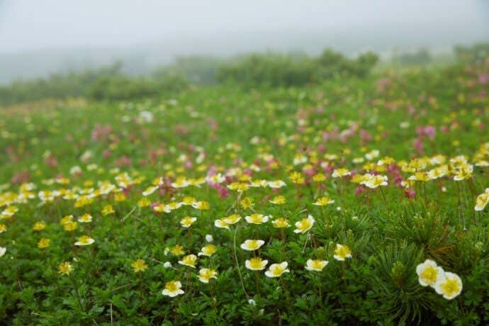 白馬大池の高山植物