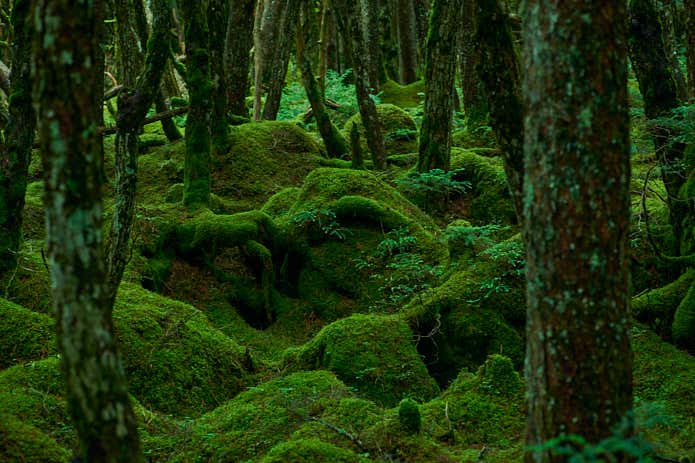北八ヶ岳