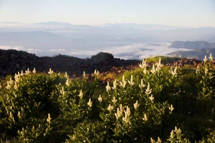 高山植物