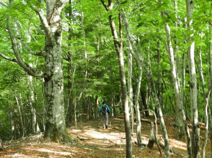 熊倉山〜前飛龍周辺は比較的なだらかな稜線