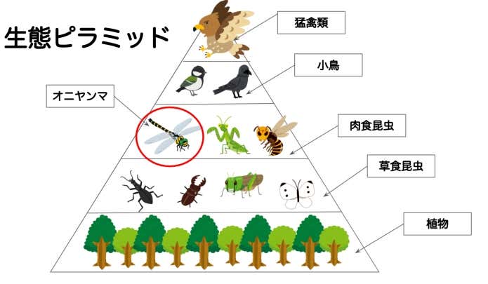 生態ピラミッド