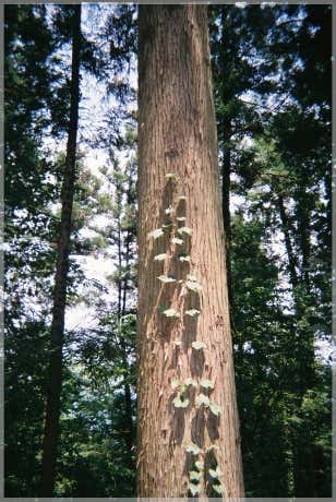 写ルンですで撮影