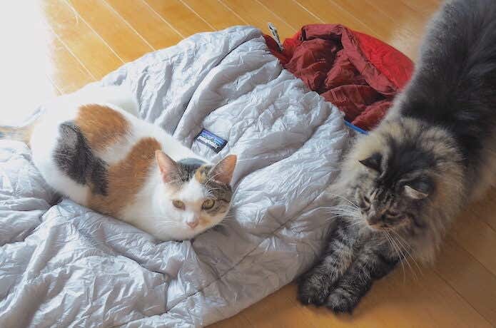 猫とシュラフ