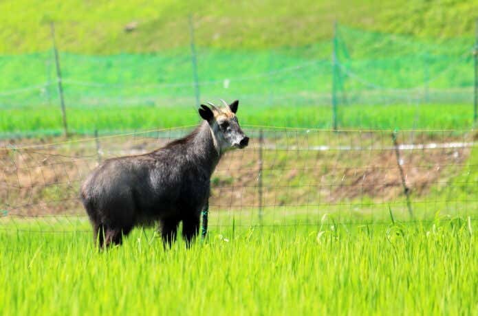 田んぼのニホンカモシカ