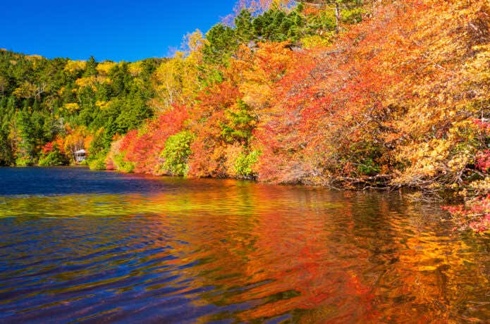 紅葉が水面に映る秋の白駒池