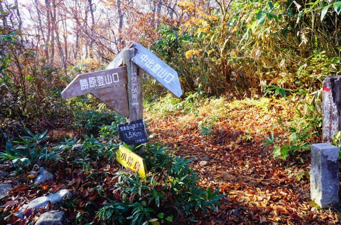 荒島岳 シャクナゲ平