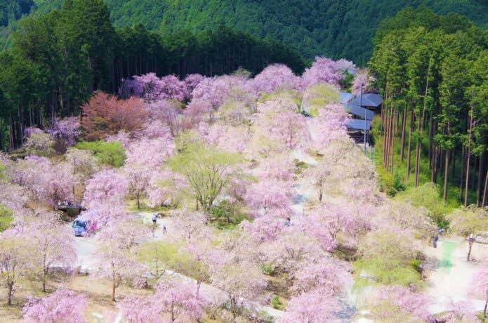 高見山の桜