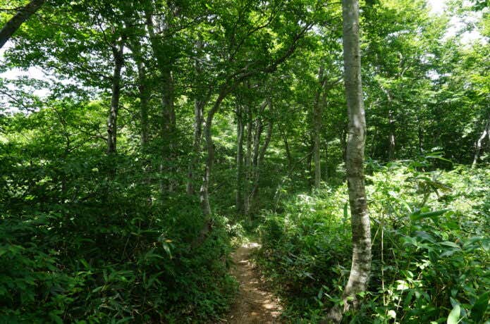 荒島岳　ブナ原生林の景色
