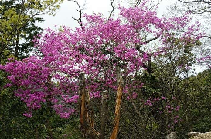 愛知県　三河　本宮山　ツツジ
