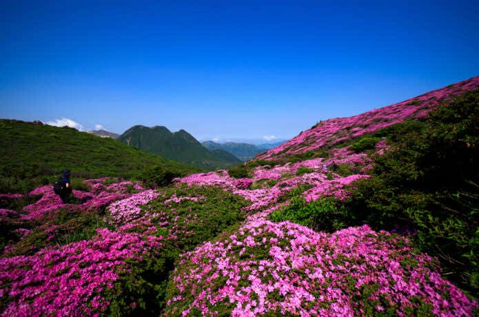 C3 半分色違いミヤマキリシマツツジW咲 高山植物 山野草 盆栽 深山霧島ツツジ(皐月（さつき）)｜売買されたオークション情報、yahooの商品情報をアーカイブ公開  - オークファン 皐月（さつき）