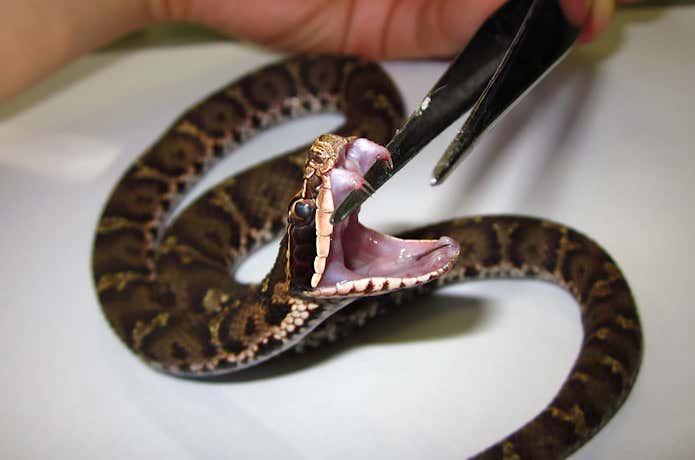 マムシの毒牙