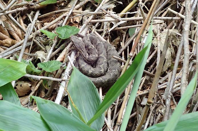 覚えるべきヘビはこの2種！毒を持つ「マムシ」と「ヤマカガシ」の生態・対処法・応急処置について | YAMA HACK[ヤマハック]