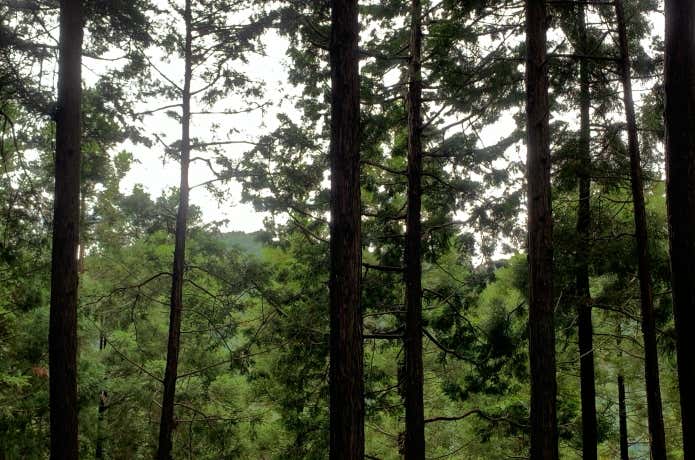 深い樹林帯での道迷いや険しい地形の山岳では捜索活動が長期化することも