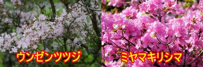 ツツジ　比較