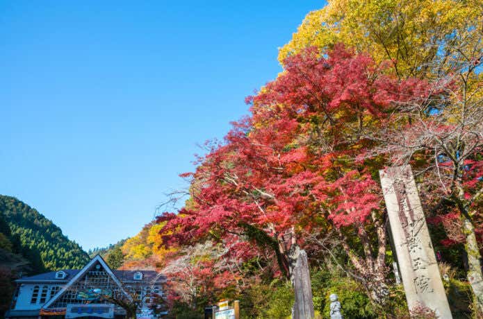 秋の高尾山